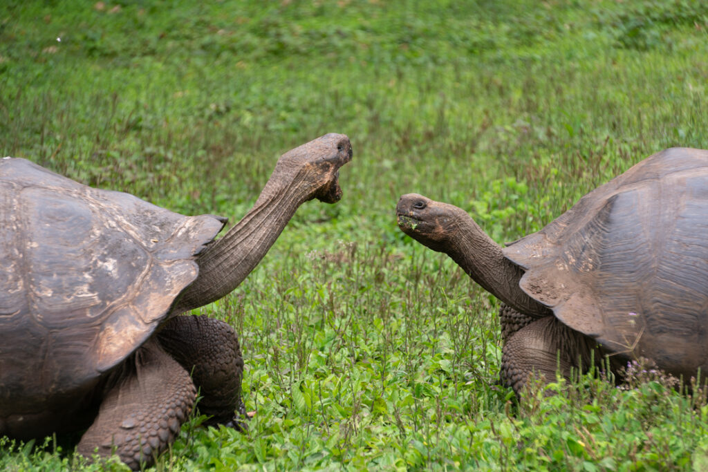 Galapagos Islands