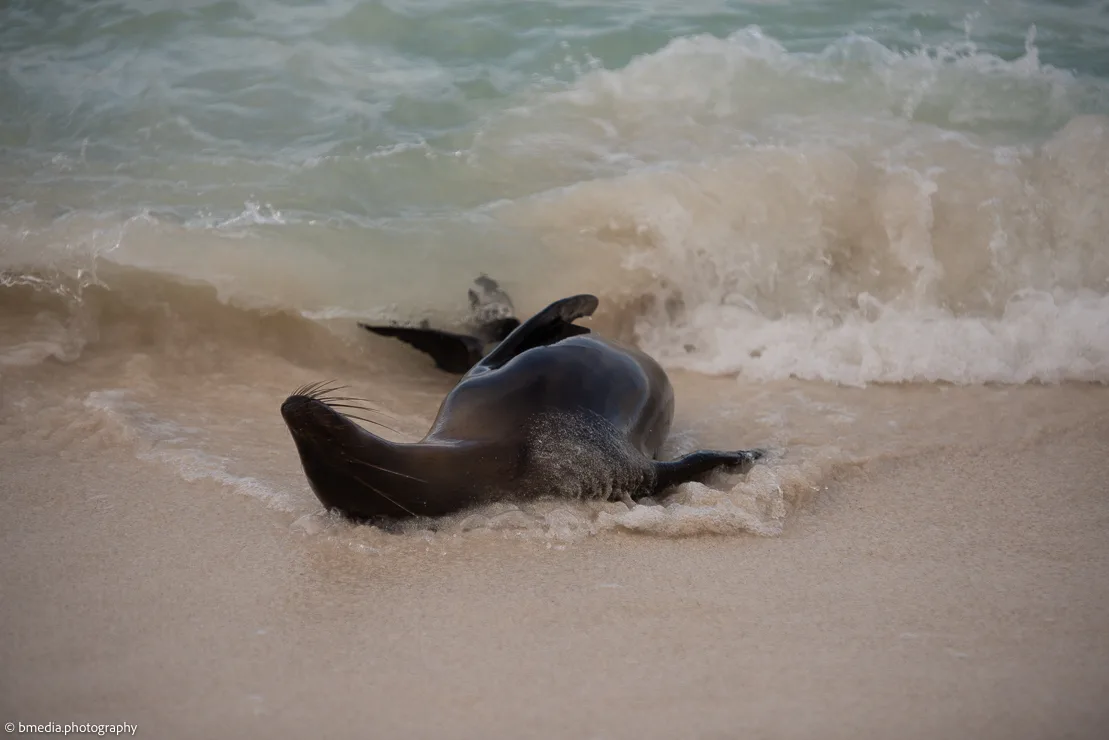 8-day Galapagos Islands cruise