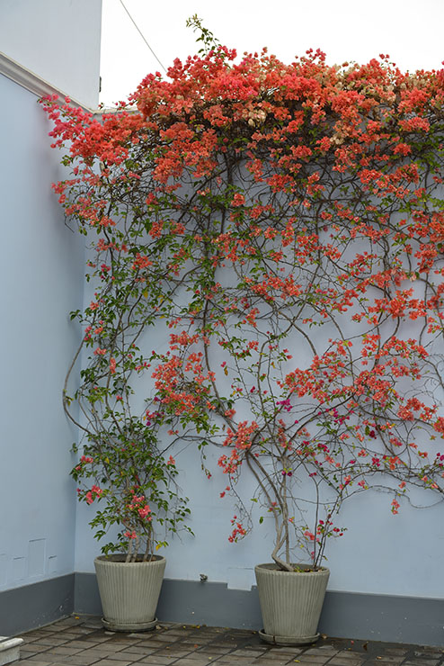 Museo de Larco and Barranco