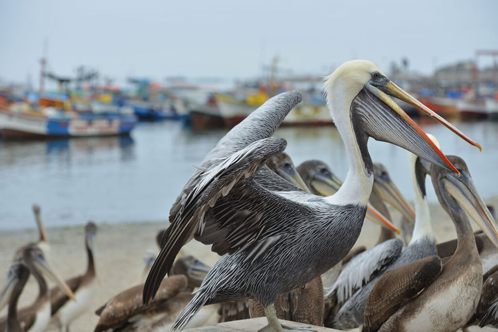 Paracas nature reserve