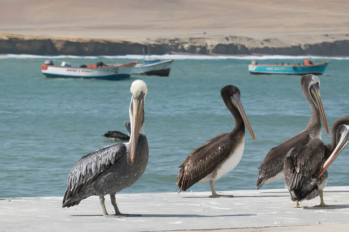 Paracas nature reserve