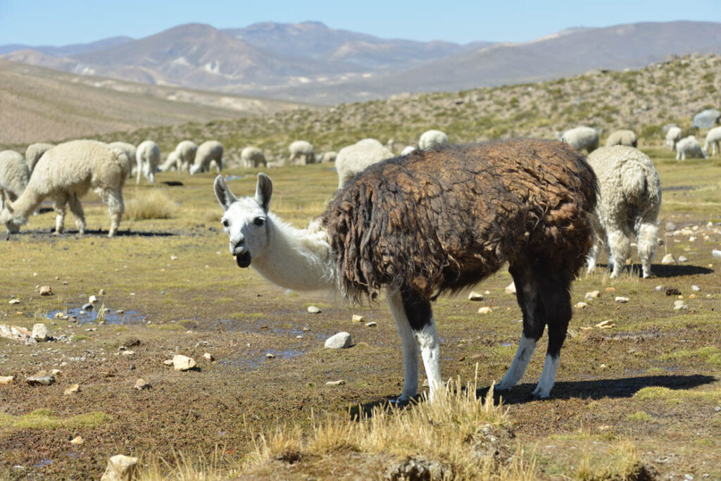Cañon Del Colca, first day