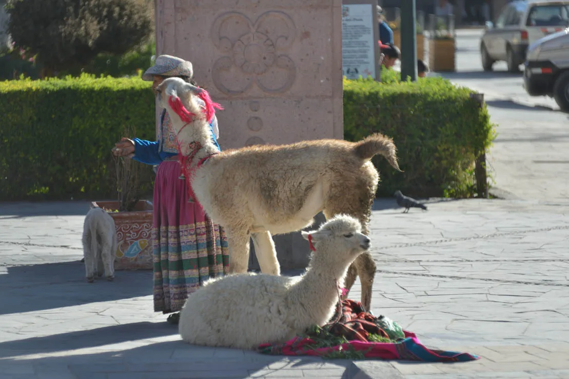 Cañon Del Colca, first day
