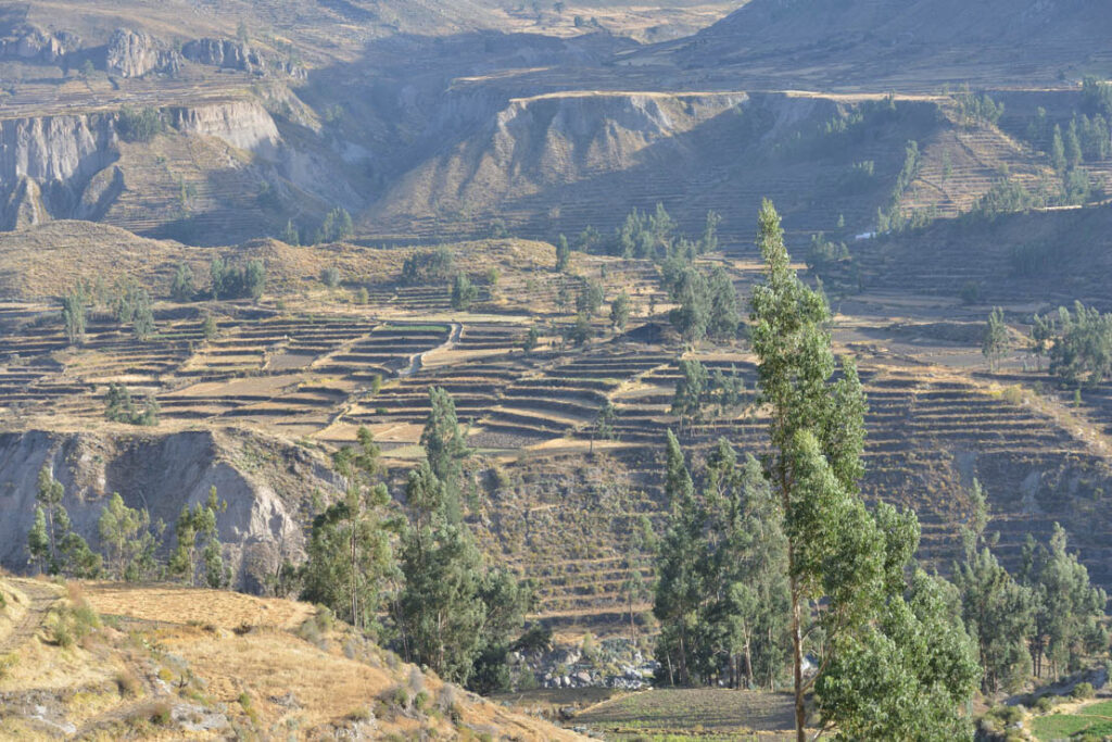 Cañon Del Colca and Cruz Del Condor
