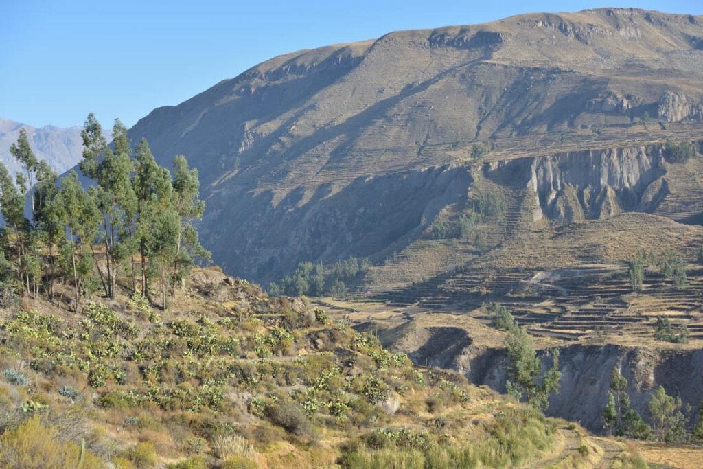 Cañon Del Colca and Cruz Del Condor