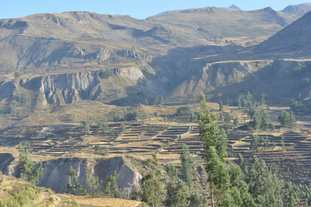 Cañon Del Colca and Cruz Del Condor