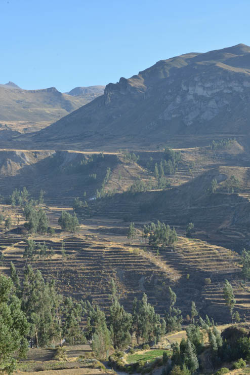 Cañon Del Colca and Cruz Del Condor