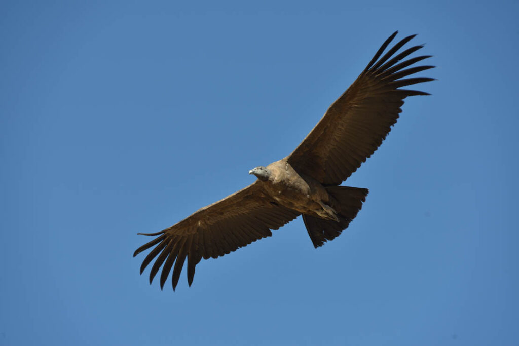 Cañon Del Colca and Cruz Del Condor