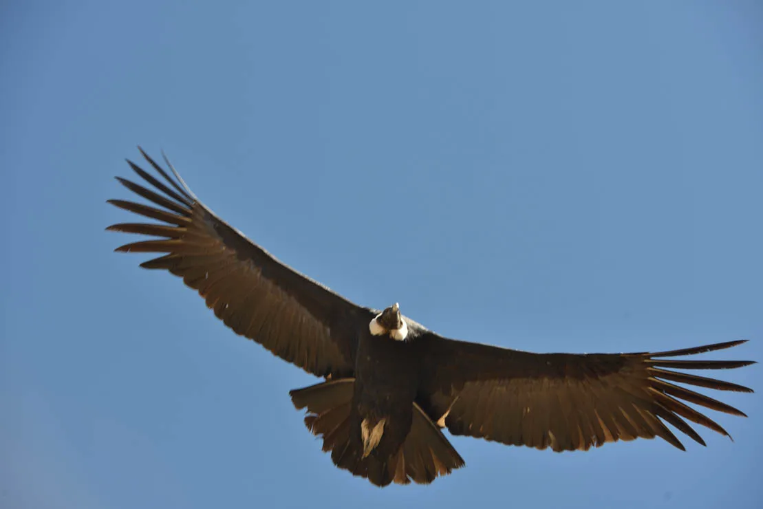 Cañon Del Colca and Cruz Del Condor