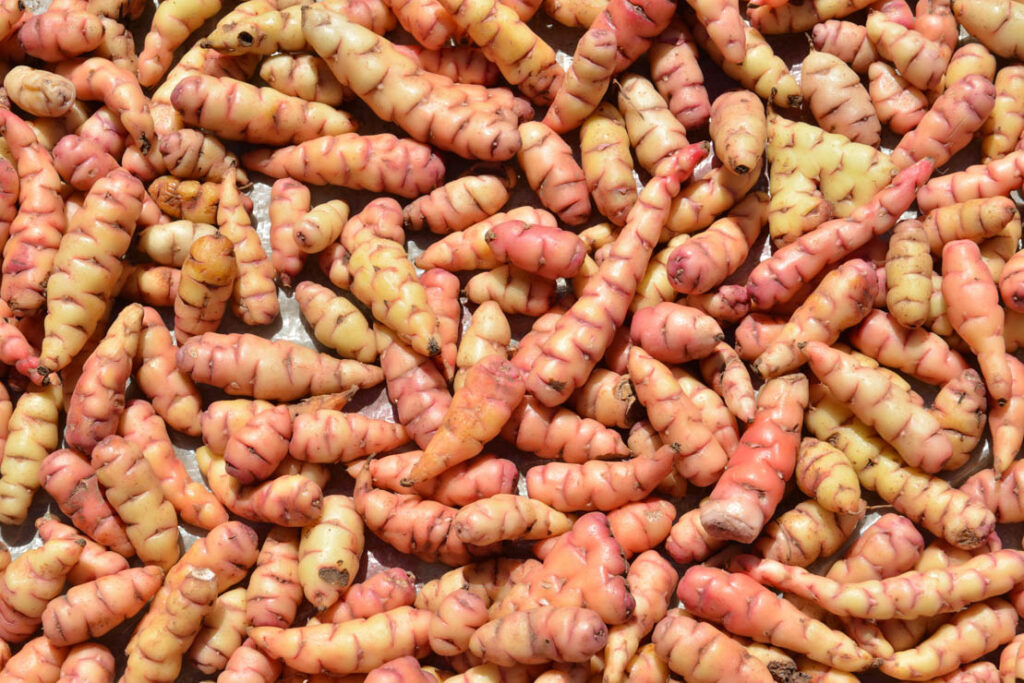 Puno