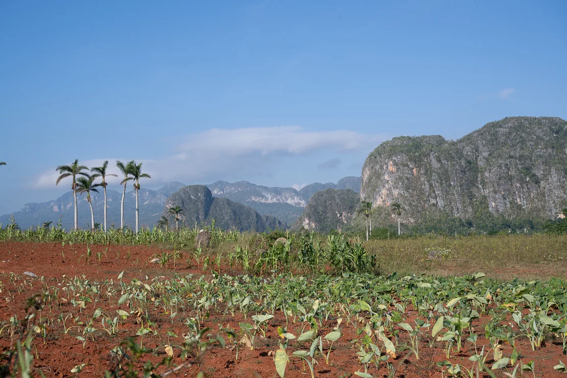 Viñales, tobacco and coffee