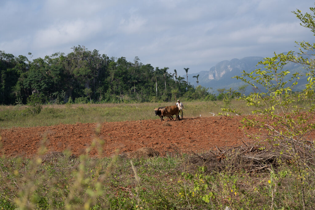 Viñales