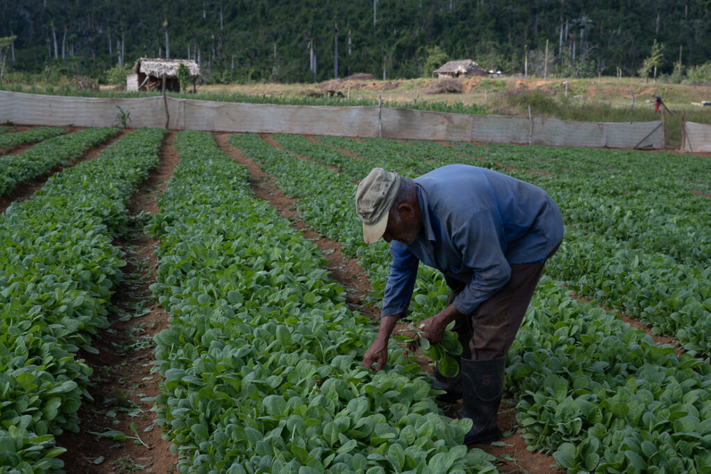 Viñales