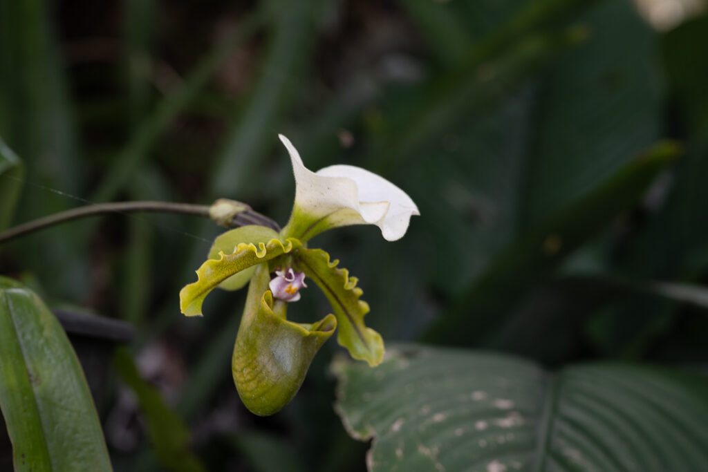Soroa