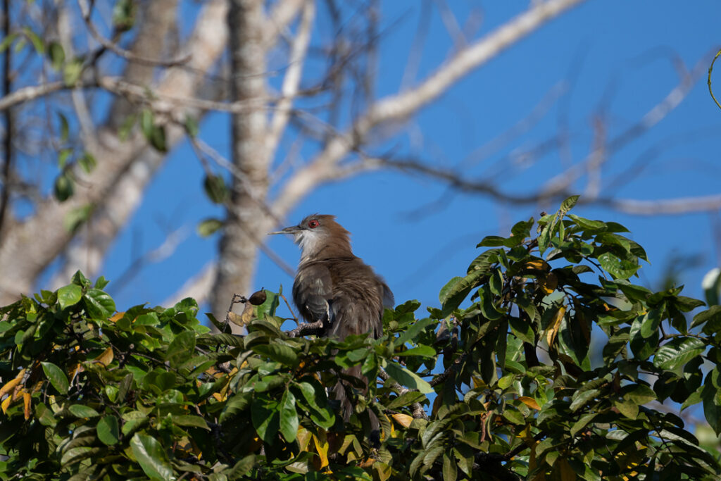 Playa Larga, nature reserves