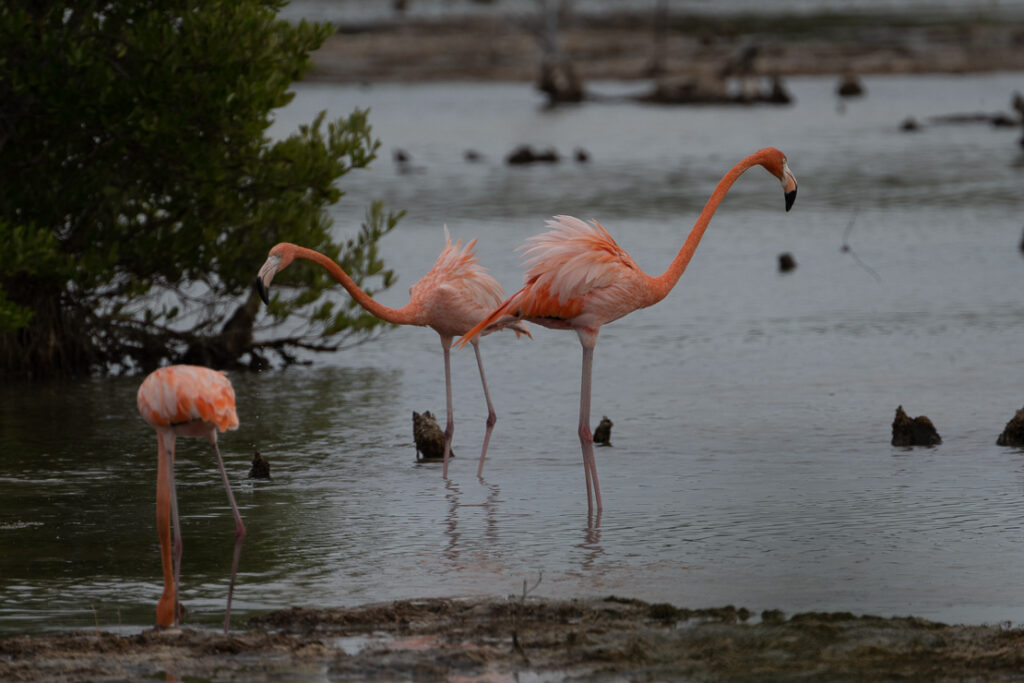 Playa Larga, nature reserves