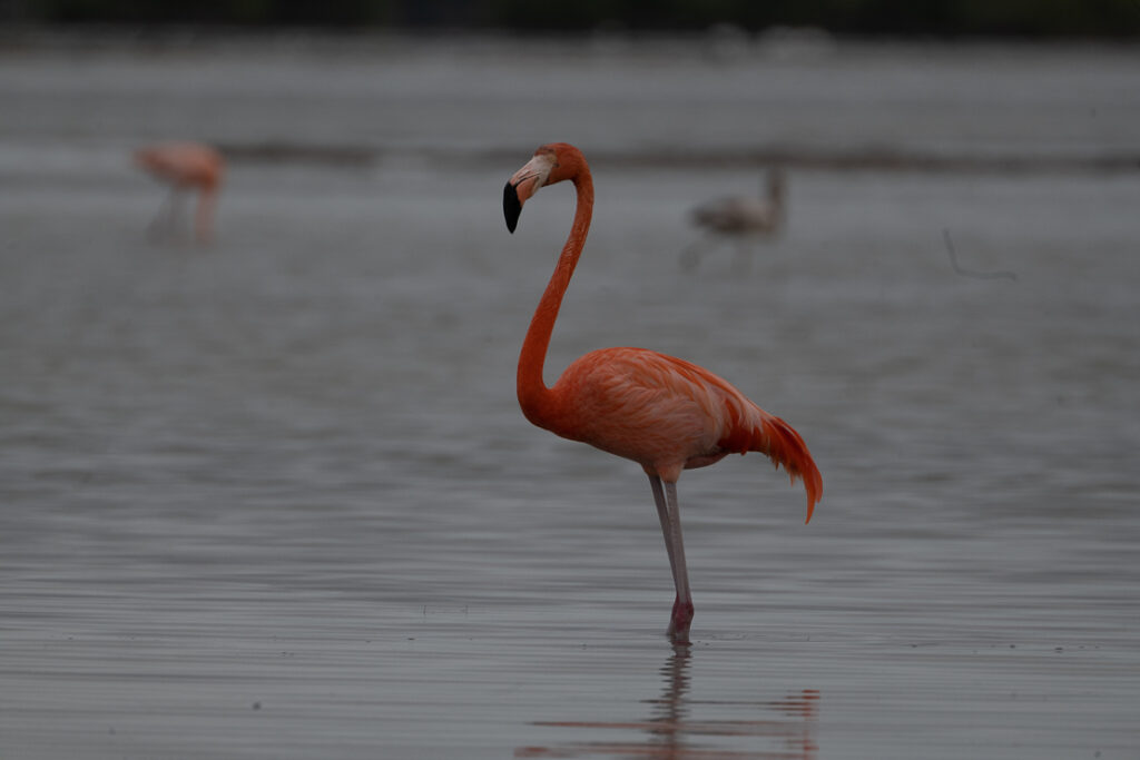 Playa Larga, nature reserves