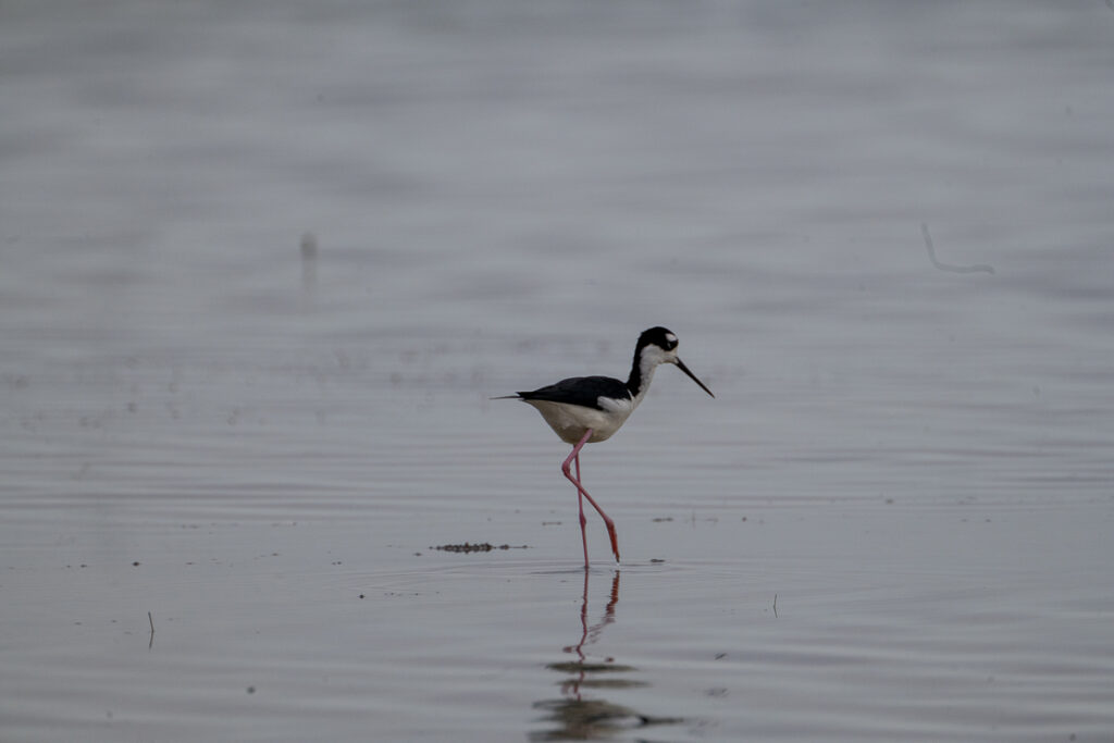 Playa Larga, nature reserves