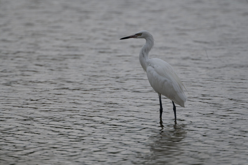 Playa Larga, nature reserves