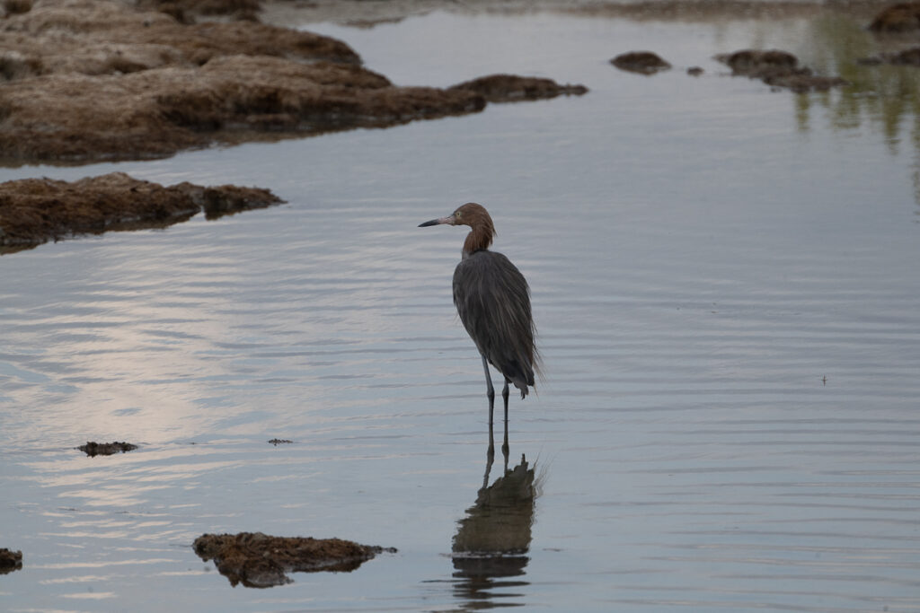 Playa Larga, nature reserves