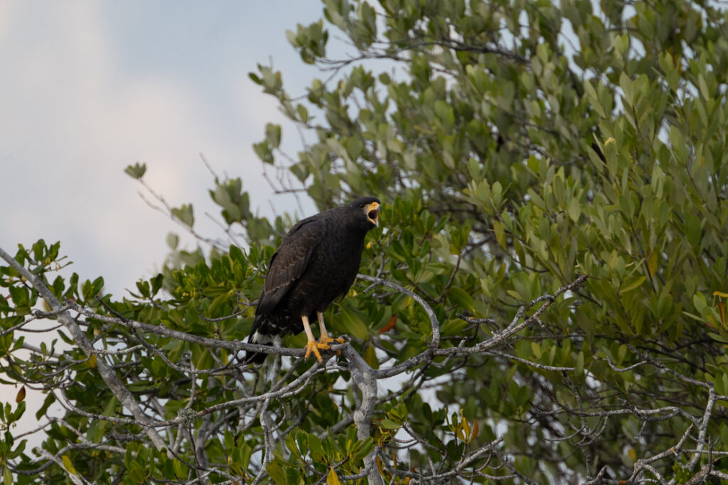 Playa Larga, nature reserves