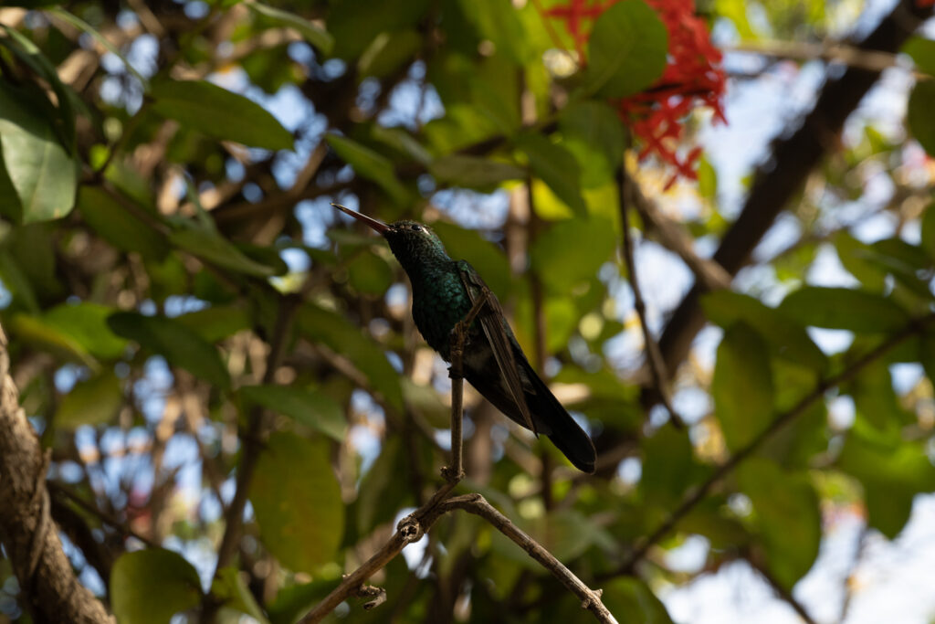 Trinidad