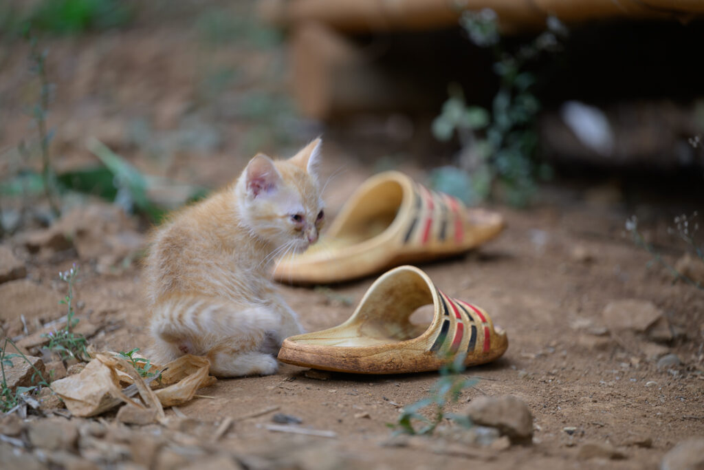 Lampang and Chiang Rai