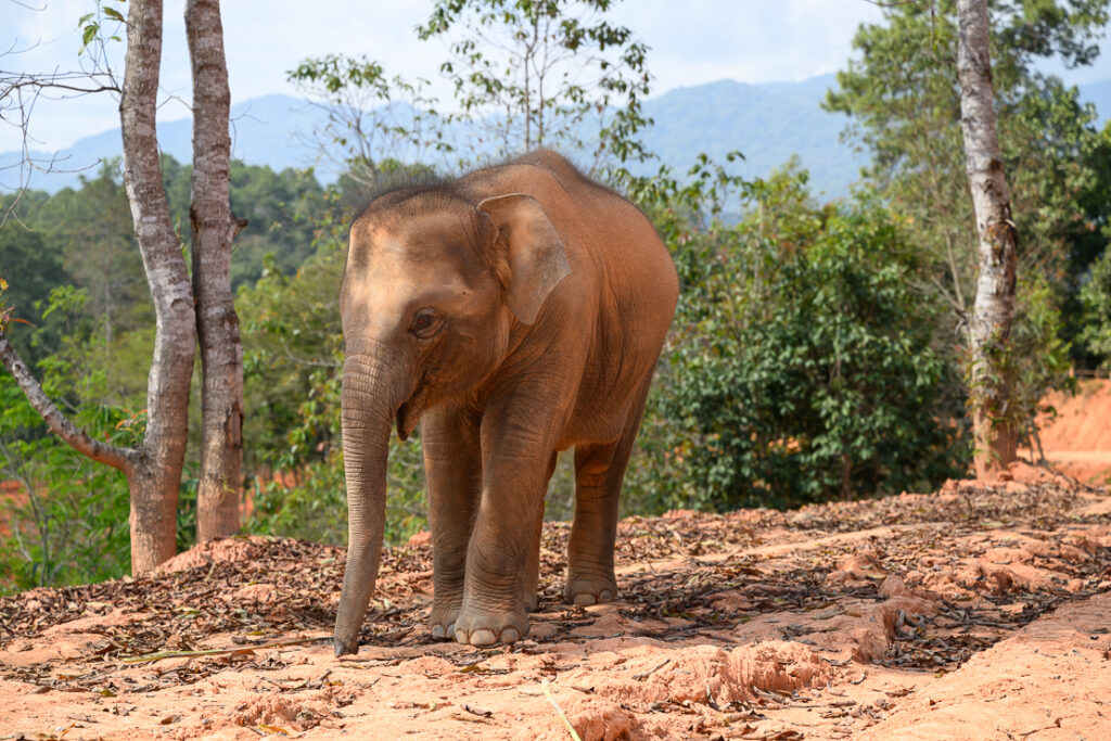 Chiang Mai