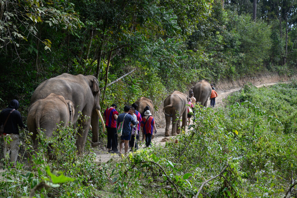 Chiang Mai