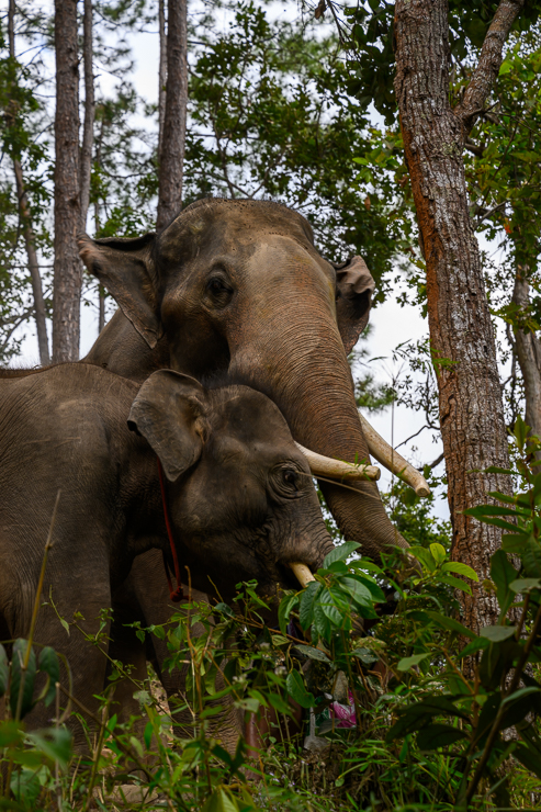 Chiang Mai