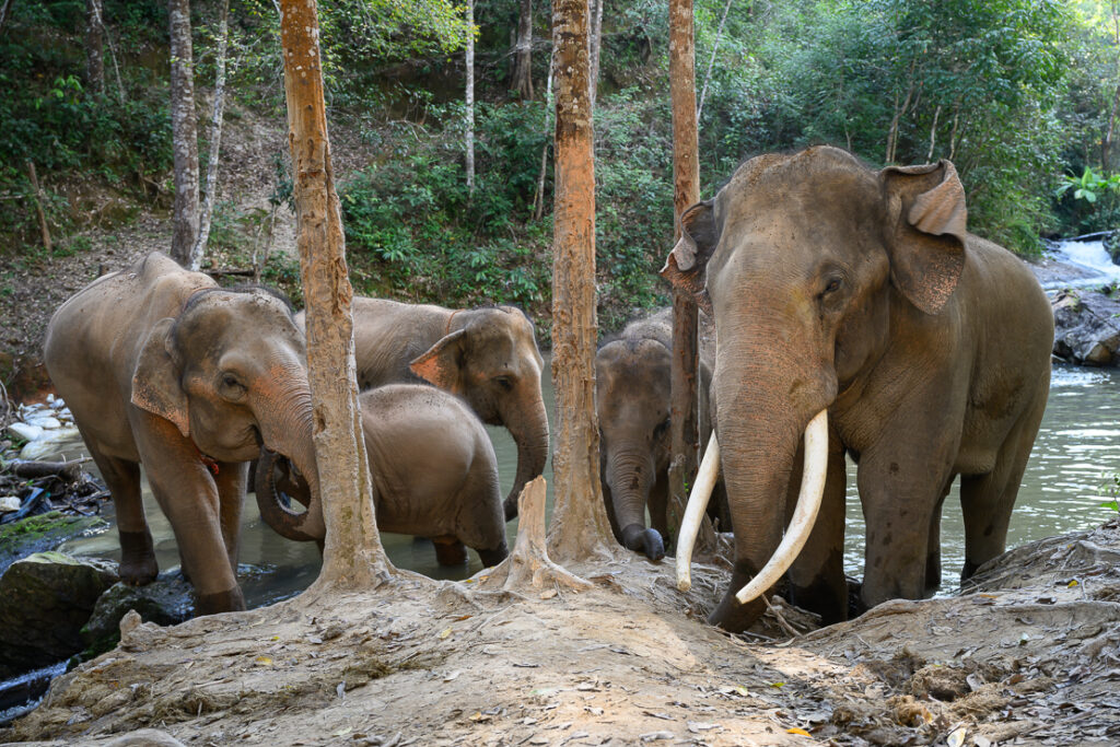 Chiang Mai