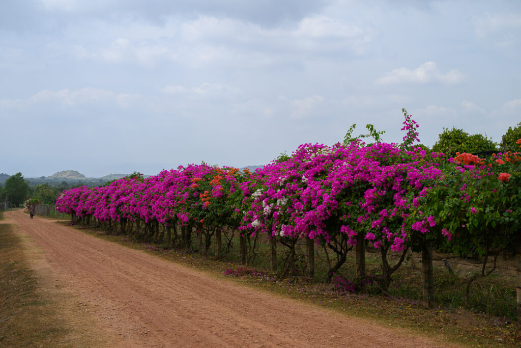 The peaceful charm of Kampot