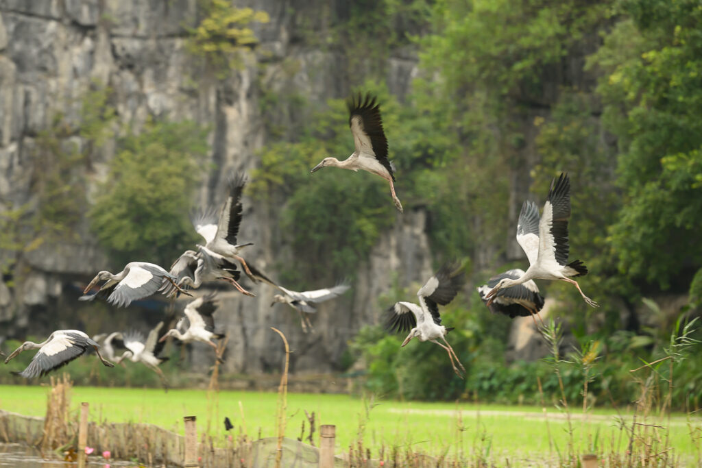 Ninh Binh: Boats, Temples, and Stunning Views