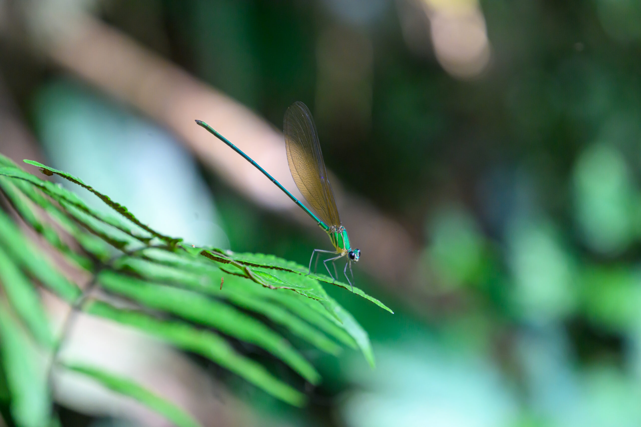 From Hua Hin to Krabi, Dragonfly, Khao Sok, Jungle Trekking