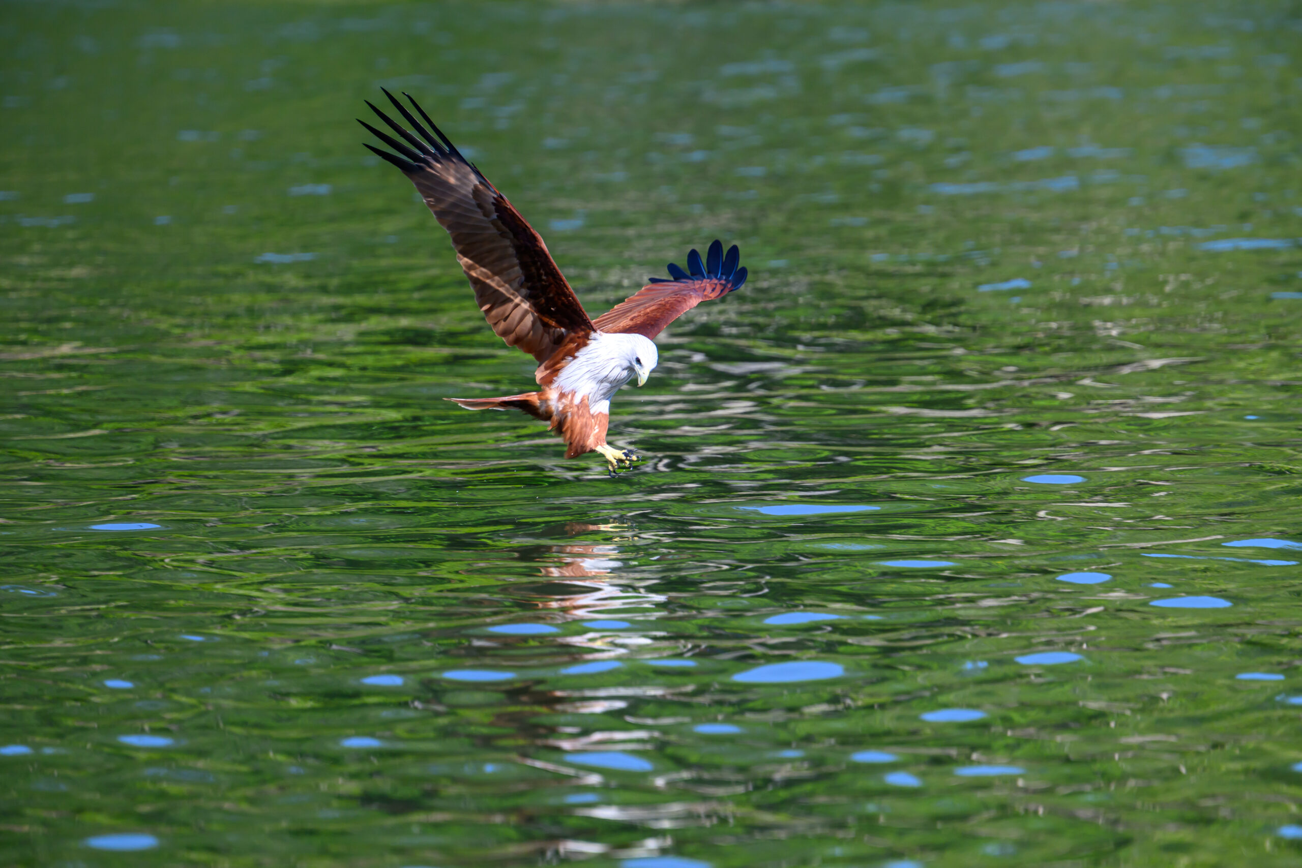 White-breasted Sea-Eagle, Langkawi
