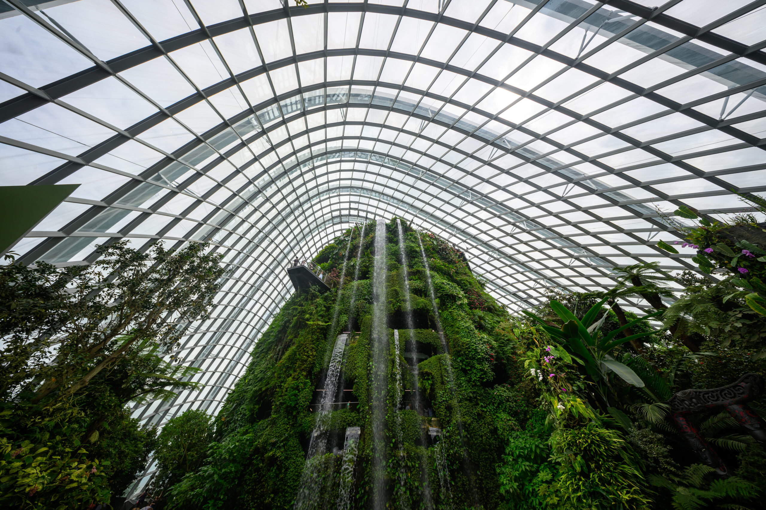 Cloud Forest