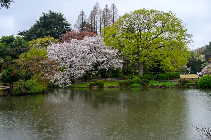 Shinjuku Gyoen National Garden, Tokyo, Japan