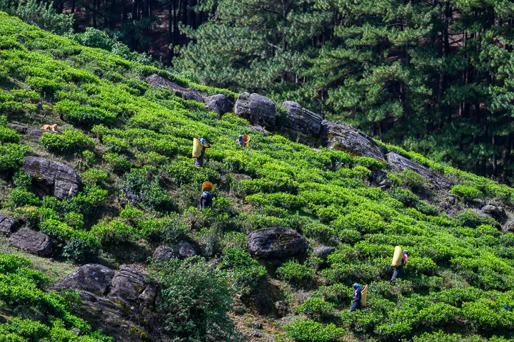 Sri Lanka’s tea trails, history and beaches