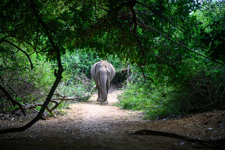 Sri Lanka’s wildlife, history and beaches
