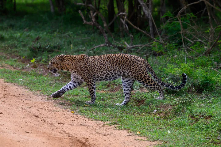 Sri Lanka: Wildlife, History and Beaches