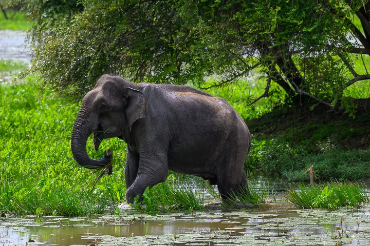Sri Lanka’s wildlife, history and beaches