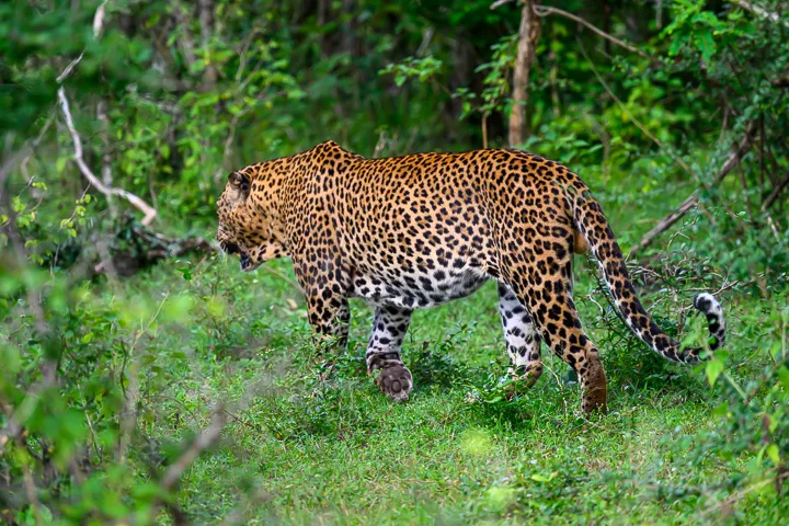 Sri Lanka’s wildlife, history and beaches