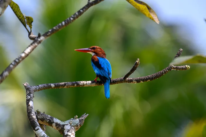 Sri Lanka’s wildlife, history and beaches
